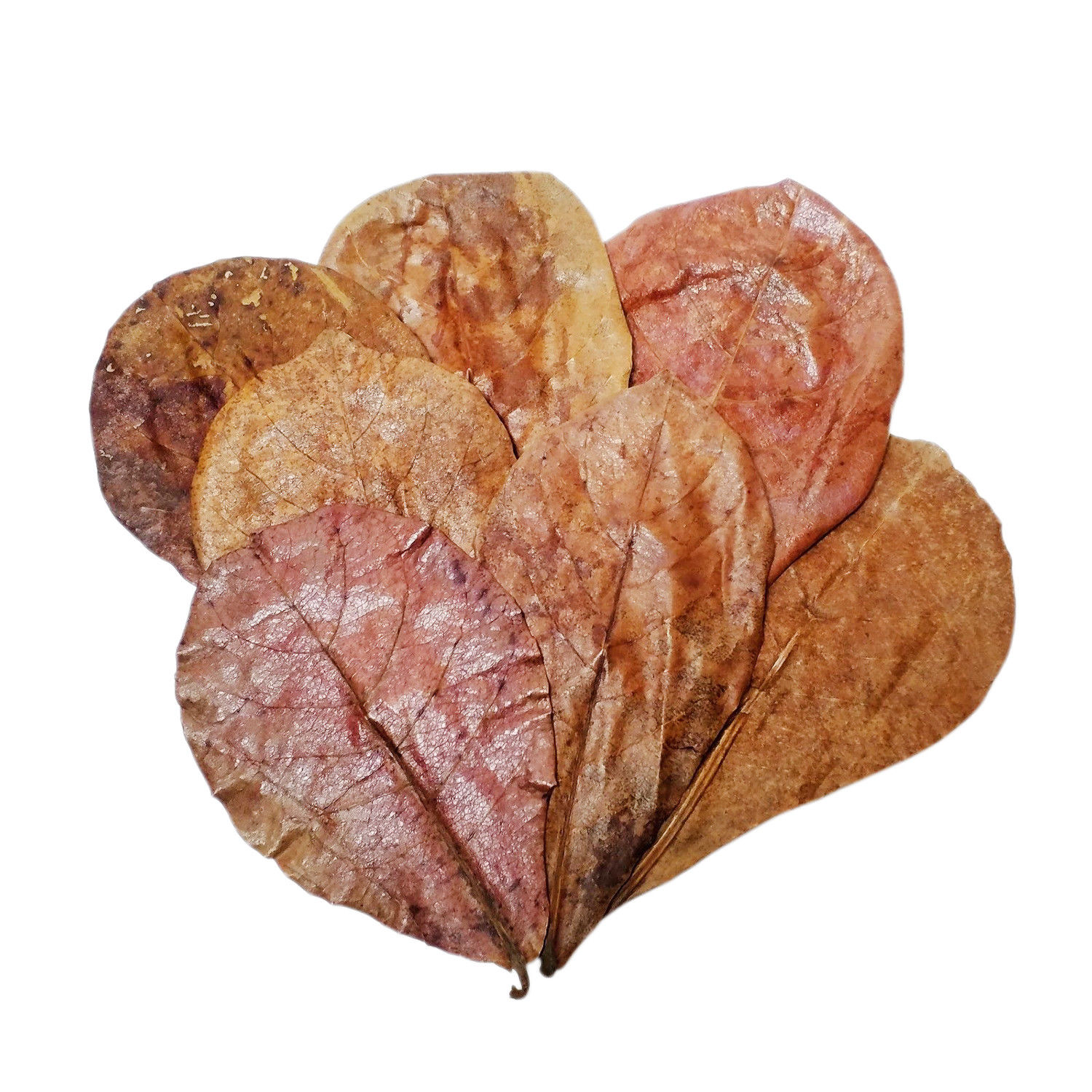 5″- 7″ Indian Almond Leaf (Terminalia Catappa)<br> Our Indian Almond Leaves Are Shipped Direct From California For FAST 2~5 DAY Service